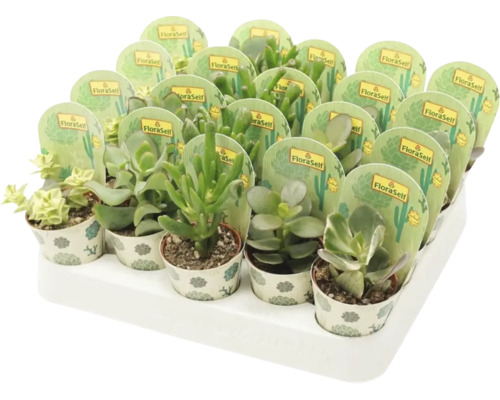 Tablett mit verschiedenen Sukkulenten im Topf