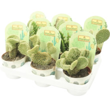 Tablett mit mehreren Opuntia Microdasys Kakteen in Töpfen mit FloraSelf Etiketten