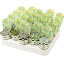 Viele Sukkulenten in kleinen Töpfen auf einem Tablett