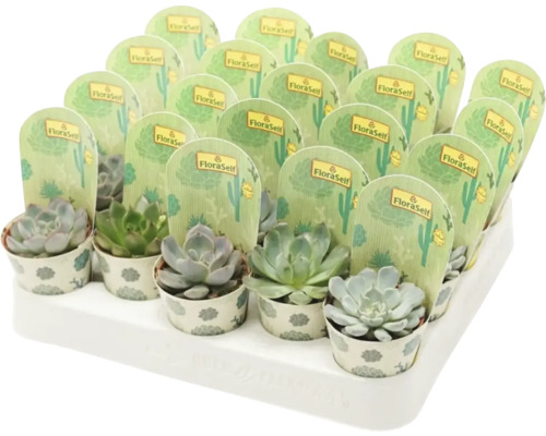 Viele Sukkulenten in kleinen Töpfen auf einem Tablett