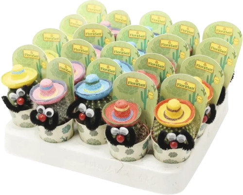 Display mit kleinen Kakteen mit Sombrero und Augen