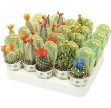 Sortierte Kakteen in Töpfen mit Blüten auf einem Tablett