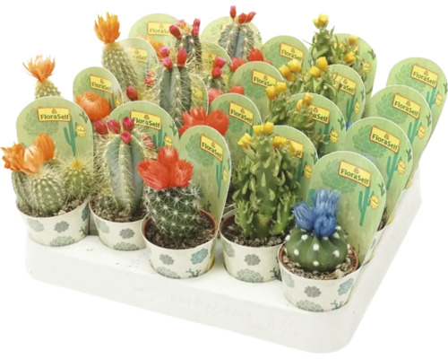 Kaktus mit Strohblumen FloraSelf Cactus Ø 5,5 cm Topf, sortiert Sortierte Kakteen in Töpfen mit Blüten auf einem Tablett
