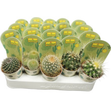 Verschiedene Kakteen in Töpfen auf einem Tablett von FloraSelf