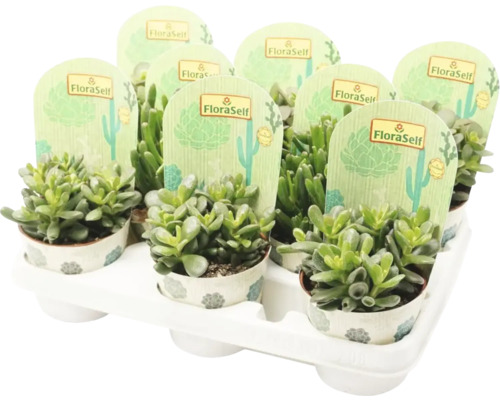 Mehrere Topfpflanzen in einem Tablett