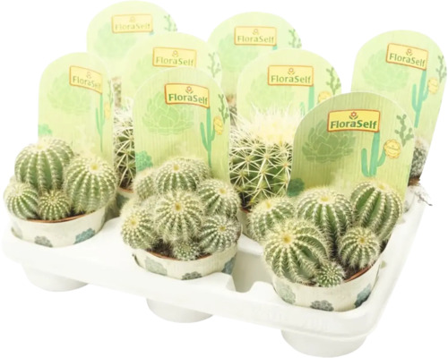 Tablett mit mehreren Kakteen der Marke FloraSelf