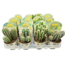Tablett mit verschiedenen Kakteen der Marke FloraSelf in Töpfen