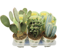 Verschiedene Kakteen in Töpfen auf einem Tablett