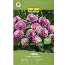 Verpackung einer Dahlie Gallery ''Rembrandt'' für Töpfe und Kübel, nicht winterhart
