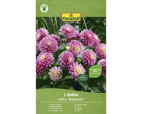 Verpackung einer Dahlie Gallery ''Rembrandt'' für Töpfe und Kübel, nicht winterhart