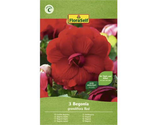 FloraSelf Begonia grandiflora Red Blumenpackung für Töpfe und Kübel, nicht winterhart