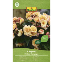 Verpackung mit 3 Hängebegonien Pendula Champagne, nicht winterhart, für Töpfe und Kübel geeignet