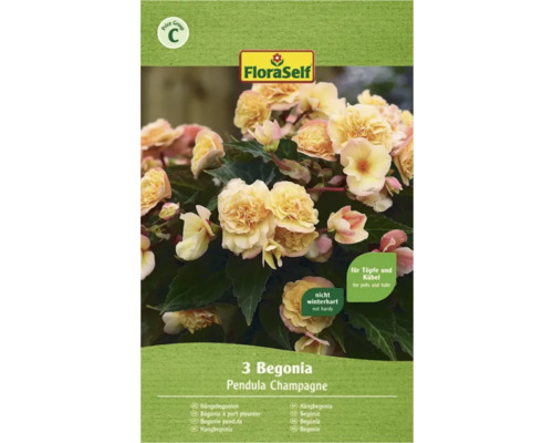 Verpackung mit 3 Hängebegonien Pendula Champagne, nicht winterhart, für Töpfe und Kübel geeignet