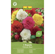 Verpackung mit drei Begonien der Sorte Fimbriata Mixed