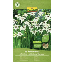 Verpackung mit 15 Acidanthera callianthus ''Murielae'' Blumenzwiebeln
