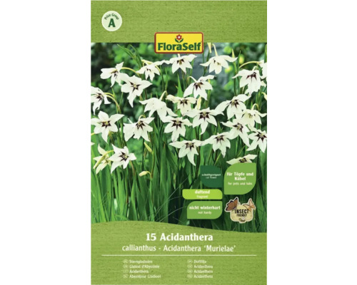 Verpackung mit 15 Acidanthera callianthus ''Murielae'' Blumenzwiebeln