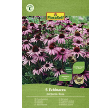 Purpur-Sonnenhut-Rhizom FloraSelf