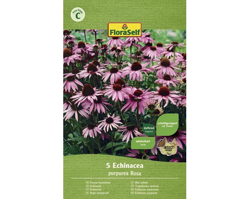 Purpur-Sonnenhut-Rhizom FloraSelf
