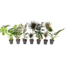 Verschiedene Zimmerpflanzen in Töpfen