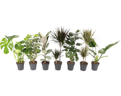 Verschiedene Zimmerpflanzen in Töpfen