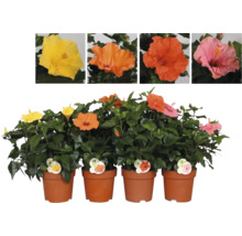 Hibiskus im Topf mit verschiedenen Blütenfarben.