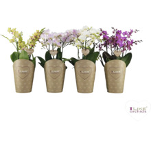 Vier Phalaenopsis Orchideen in Töpfen mit Papierumschlag