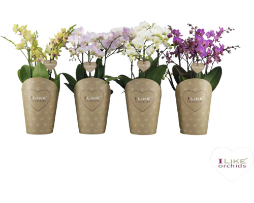 Schmetterlingsorchidee Duetto Multi Mix FloraSelf Phalaenopsis multiflora Ø 17 cm Topf, farblich sortiert Vier Phalaenopsis Orchideen in Töpfen mit Papierumschlag