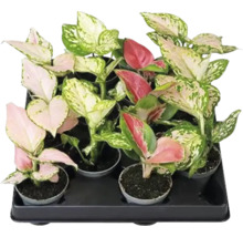 Tray mit verschiedenen Aglaonema Zimmerpflanzen