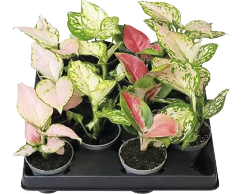 Tray mit verschiedenen Aglaonema Zimmerpflanzen