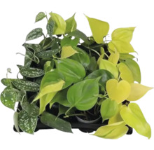 Pflanzentablett mit verschiedenen Zimmerpflanzen