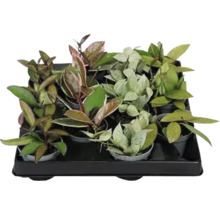 Tablett mit verschiedenen Wachsblumen