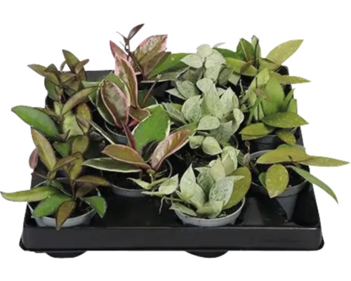 Tablett mit verschiedenen Wachsblumen