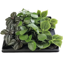 Schalen mit verschiedenen Zimmerpflanzen