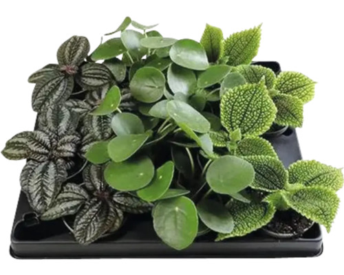 Schalen mit verschiedenen Zimmerpflanzen