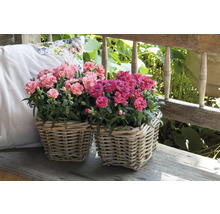 Zwei Körbe mit rosa Nelken auf einer Holzbank im Garten.