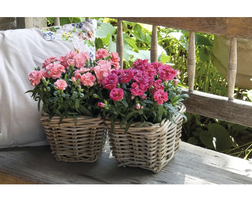 Zwei Körbe mit rosa Nelken auf einer Holzbank im Garten.