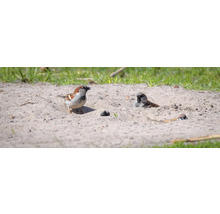 Eine Gruppe Spatzen badet im Sand