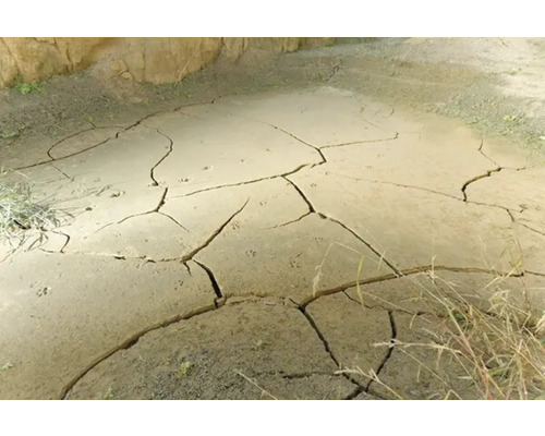 Trockener, rissiger Boden mit einigen Pflanzen