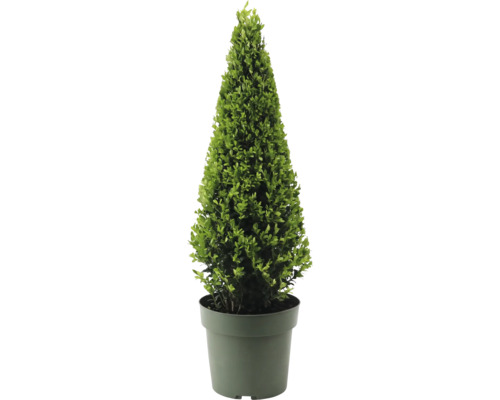 Bergilex Pyramide FloraSelf Ilex crenata 'Jenny' Durchmesser ca. 55 cm Co 4 L Formschnittgehölz im Topf