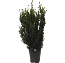 Eibe im Topf für den Garten