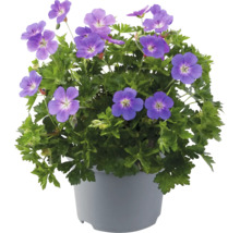 Blauer Storchschnabel in einem Topf