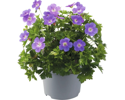 Blauer Storchschnabel in einem Topf