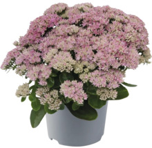 Fetthenne im Topf mit rosa Blüte