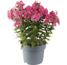 Flammenblume im Topf