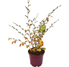 Zaubernuss FloraSelf Hamamelis intermedia 'Arnold Promise' H 60-80 cm Co 7,5 L Winterblüher