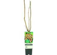 Haselnuss im Topf ohne Blätter