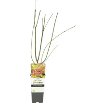 Europäischer Gewürzstrauch im Topf