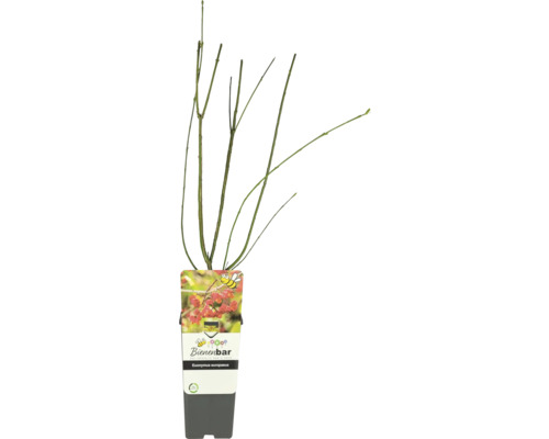 Europäischer Gewürzstrauch im Topf