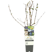 Bienennährgehölz Lonicera kamtschatica im Topf