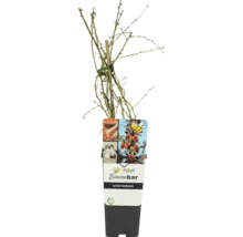 Goji-Beere Lycium barbarum im Topf